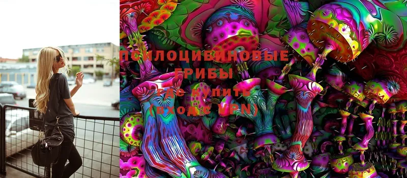 купить  цена  Ахтубинск  Галлюциногенные грибы Cubensis 